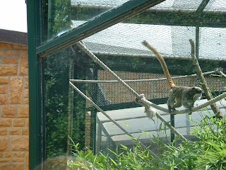 Tamarin empereur sur une corde