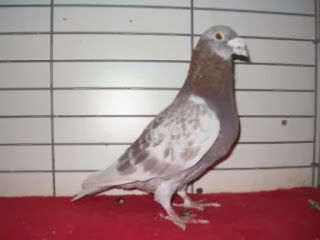 Cara Melatih Merpati Pos ( racing pigeon )  Burung kicau