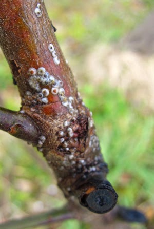 カイガラムシの無農薬防除 カイガラムシの無農薬防除