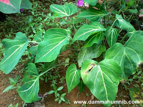 Pokok Keladi Hiasan Penyeri Halaman & Taman