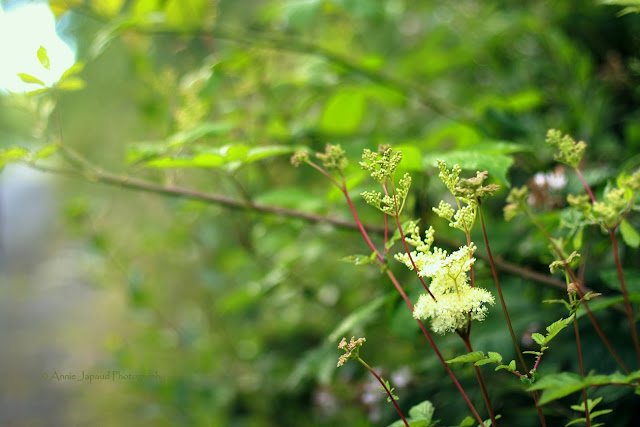 beautiful summer light