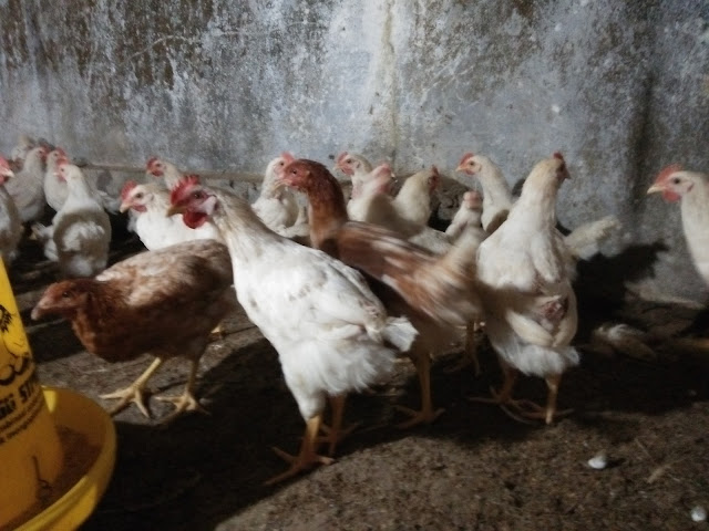 jual-ayam-jawa-super-jogja-joper-jogja-ayam-pejantan-jogja-jual-daging-ayam-pejantan-jogja-supleyer-ayam-pejantan-jogja