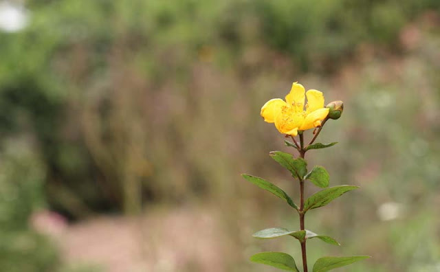 Hypericum Flowers