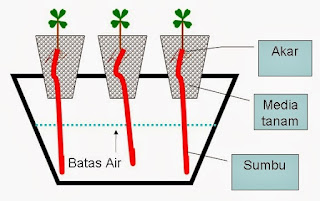 Cara Ber-Hidroponik menggunakan Sistem Wick