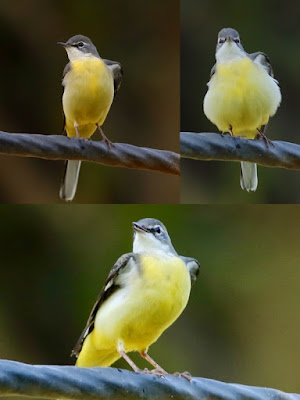 Gray Wagtail