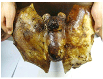 Super Rare Fossilized Bat (Crystal Structure)