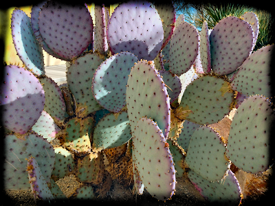 purple cactus santa rita prickly pear