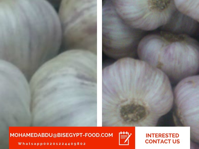 garlic export from pakistan