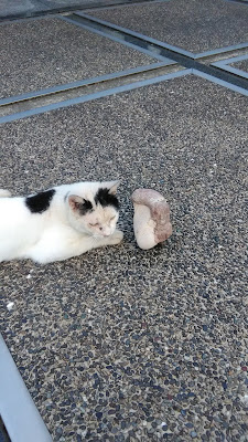 猫の鈴之助と会話するジョニー　高知県ダイエットの旅