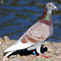 Paloma bravía (Columba livia)​ 