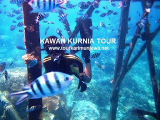 liburan tahun baru karimunjawa