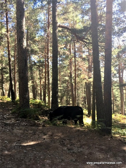 consejos para senderismo en Cercedilla