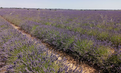 Campos de Lavanda de Brihuega.