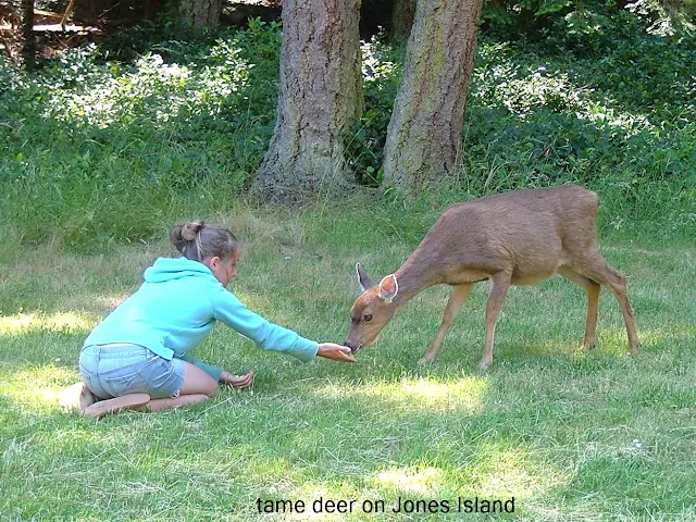 tame pygmy deer on Jones Island