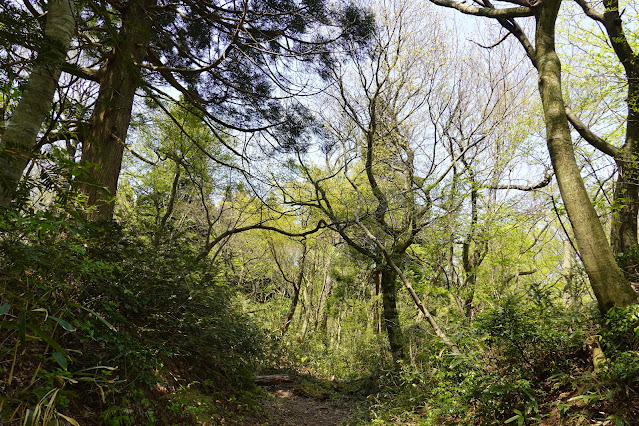 鳥取県東伯郡琴浦町山川　船上山　山頂の遊歩道