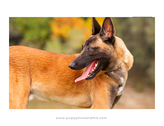 The Belgian Malinois dog is a breed of dog that has been widely used by the military and law enforcement agencies around the world for their exceptional intelligence and physical abilities.