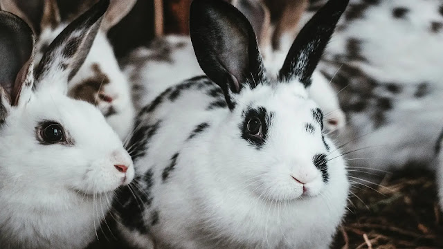 Rabbits