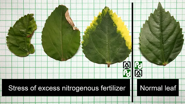 Nitrogen toxicity in plants