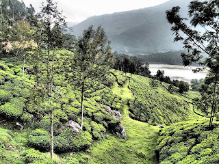 Inde, Munnar, plantations de thé, de grands chemins