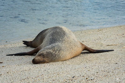 Galápagos Sea Lion, Genovesa Island