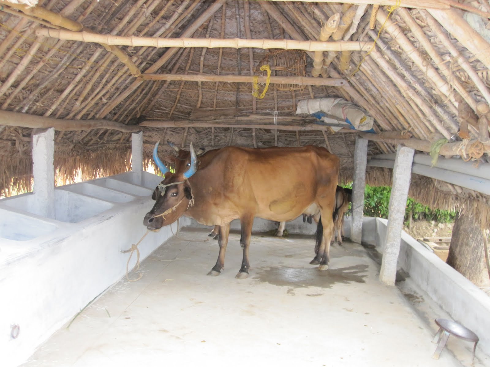 Indian Cattle Shed Design
