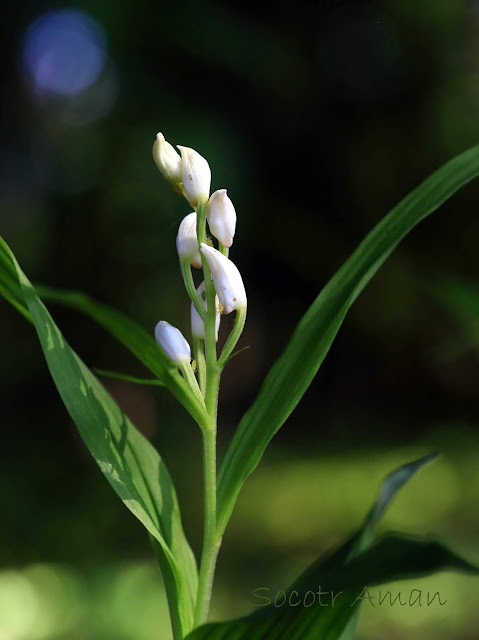 Cephalanthera longibracteata