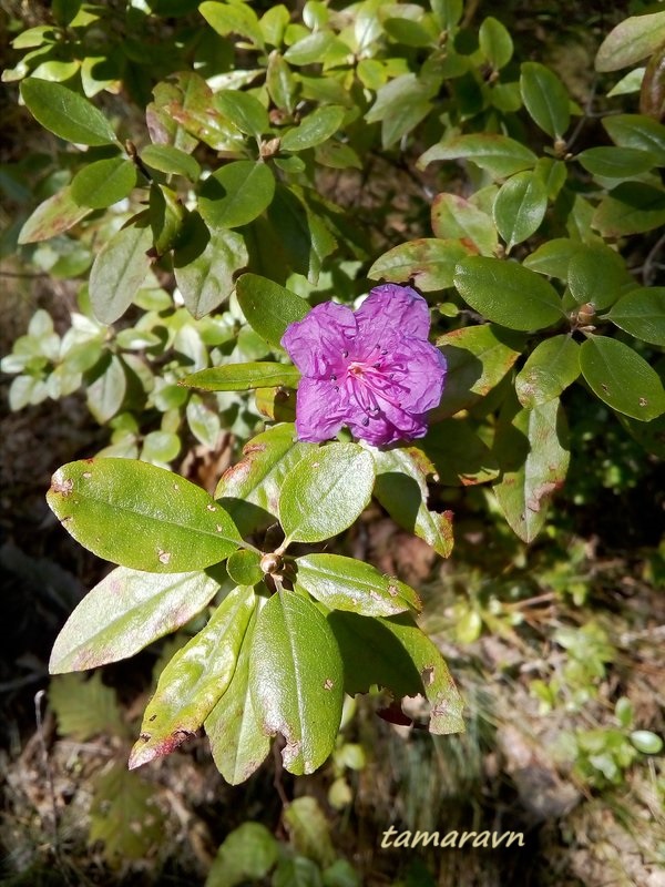 Рододендрон остроконечный (Rhododendron mucronulatum)