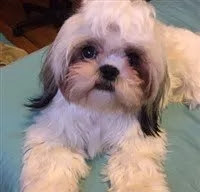 Shih Tzu branco