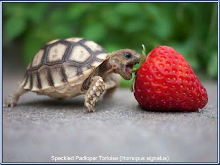 Speckled Padloper Tortoise (Homopus signatus) adalah kura-kura terkecil didunia