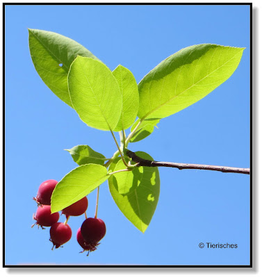 die kleinen Beeren schmecken sehr gut und haben viele Vitamine