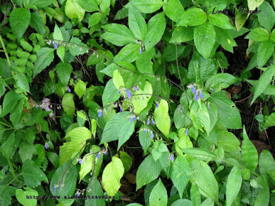 East Indian Klugia - Rhynchoglossum notonianum