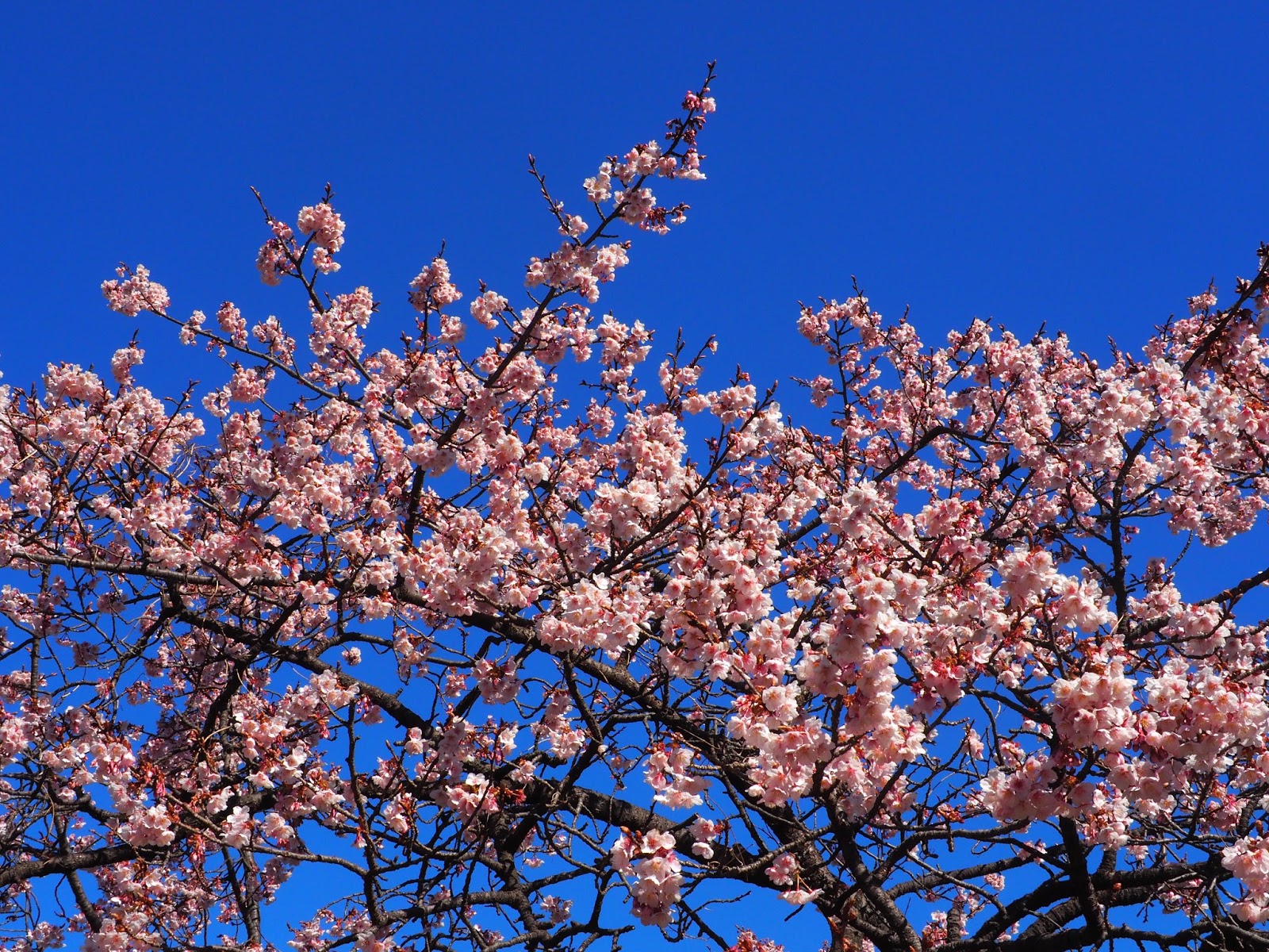 Shinjuku Gyoen National Garden cherry blossoms