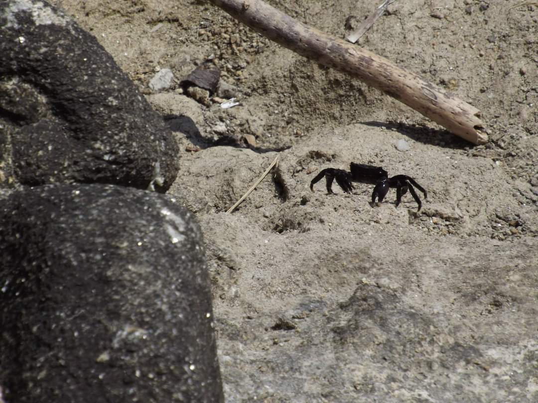 Fauna de las islas Cíes