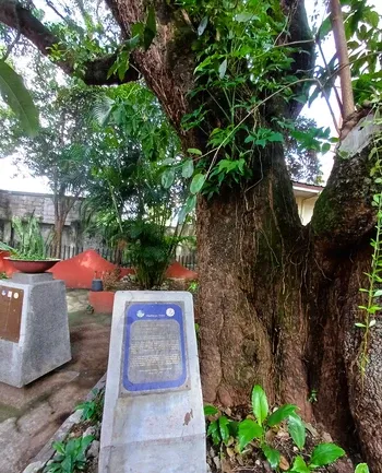 Heritage Series: The Duhat Tree In Kaligayahan Elementary School