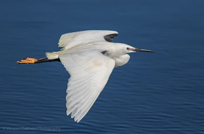 Little Egret in Flight Woodbridge Island, Cape Town