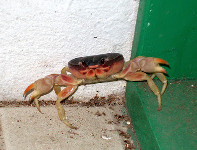 Cornered crab with outstretched claws on patio.