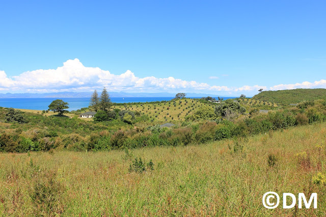 Photo de Rotoroa Auckland Nouvelle-Zélande