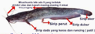 ikan lele