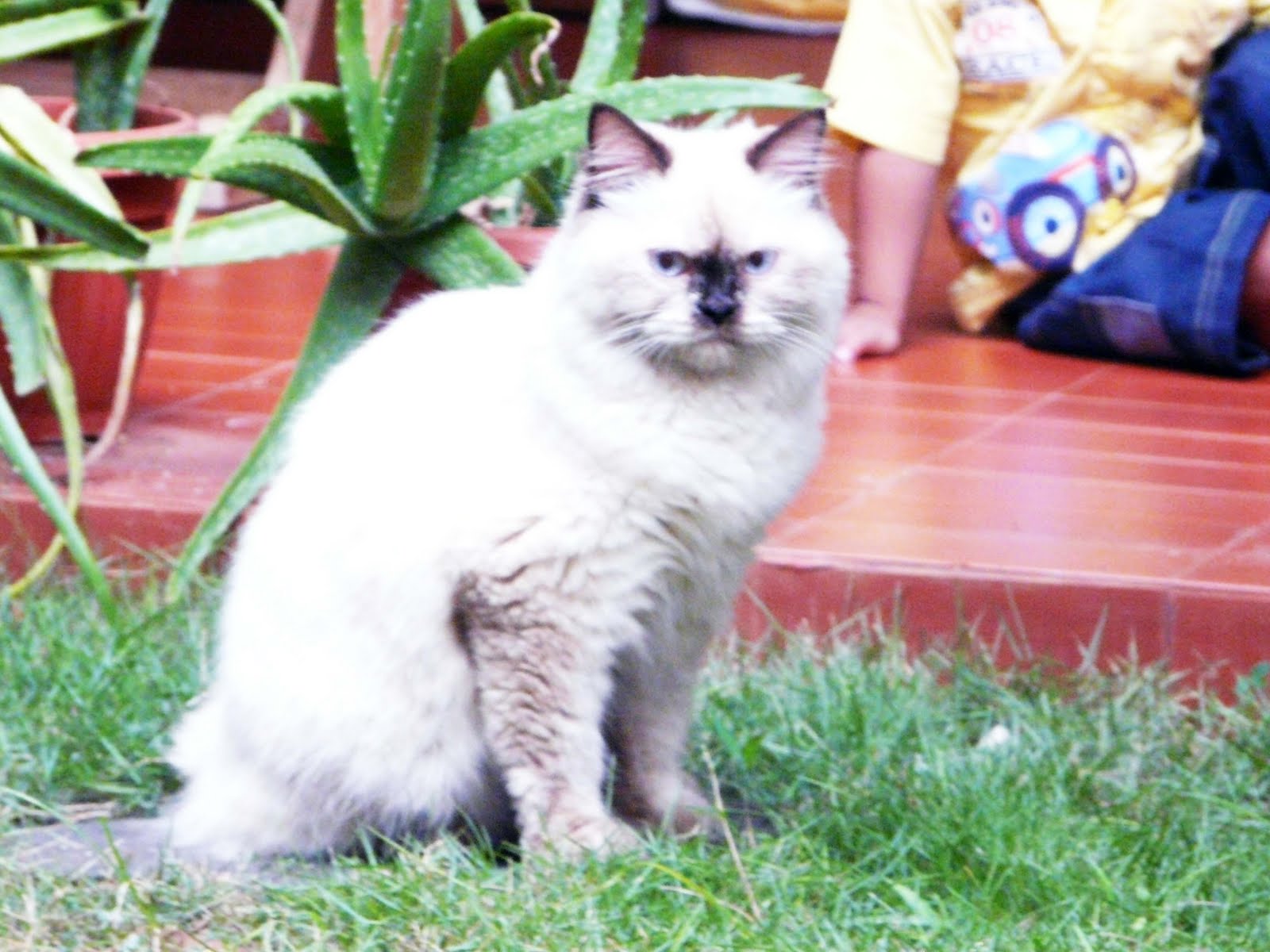 Groove My World Kucing Persia Himalayan Betina Butuh Kawin