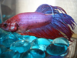 crowntail betta splenden