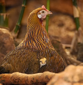Funny animals of the week - 3 January 2014 (40 pics), chick and his mother