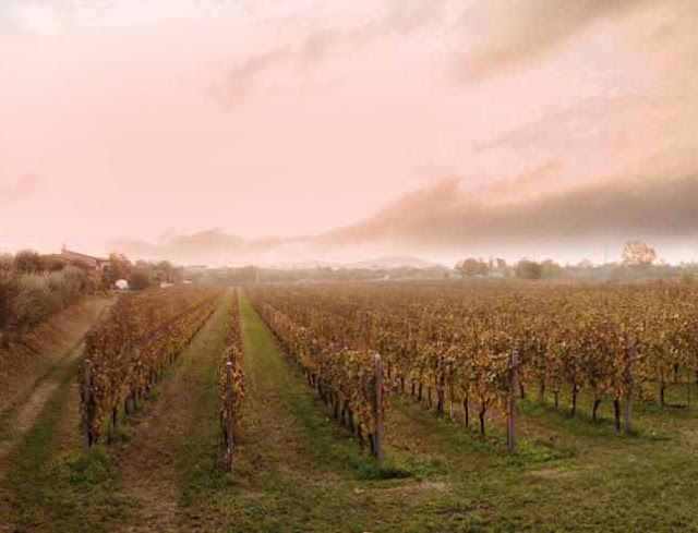 Giugno: cantine aperte, bollicine italiane e tutti gli eventi enogastronomici a Milano e dintorni