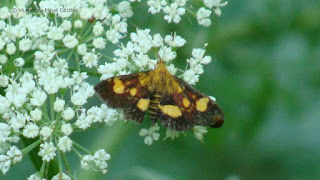 Pyrausta (Pyrausta) falcatalis DSC145804