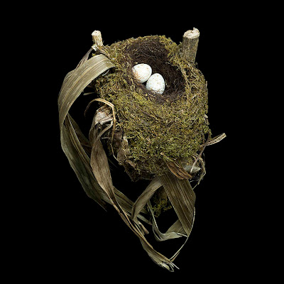 Birds Nests Photography by Sharon Beals Seen On www.coolpicturegallery.us