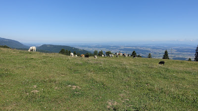 Kühe bei Les Coperies