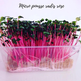  Micro pousse radis rose.