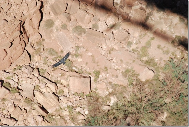 11-02-11 F Navajo Bridge Area (43)