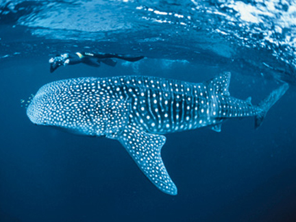 WHALE SHARK Fish - Fishing - Aquarium Fish