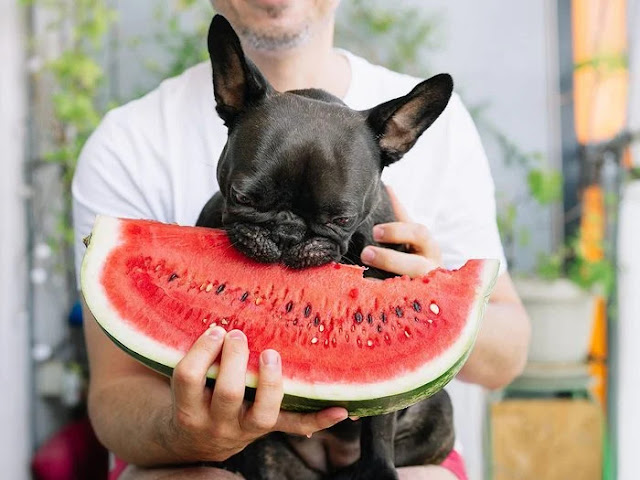 Food for humans that your dog can eat