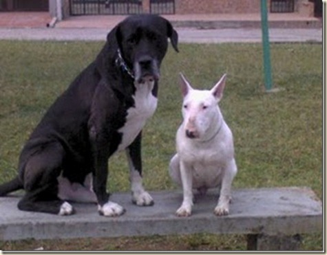tecnicas-de-adiestramiento-canino